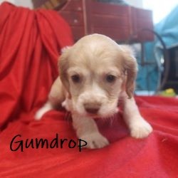 puppy, for, sale, Cocker Spaniel, Joe & Cherri  Overlease, dog, breeder, Miller, MO, dog-breeder, puppy-for-sale, forsale, nearby, find, puppyfind, locator, puppylocator, aca